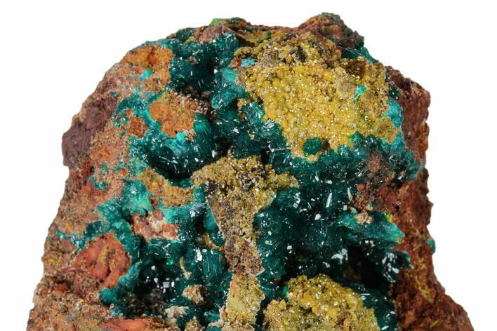 Gemmy Dioptase Clusters with Mimetite - N'tola Mine, Congo #148466